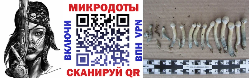 Псилоцибиновые грибы GOLDEN TEACHER  как найти   Похвистнево 